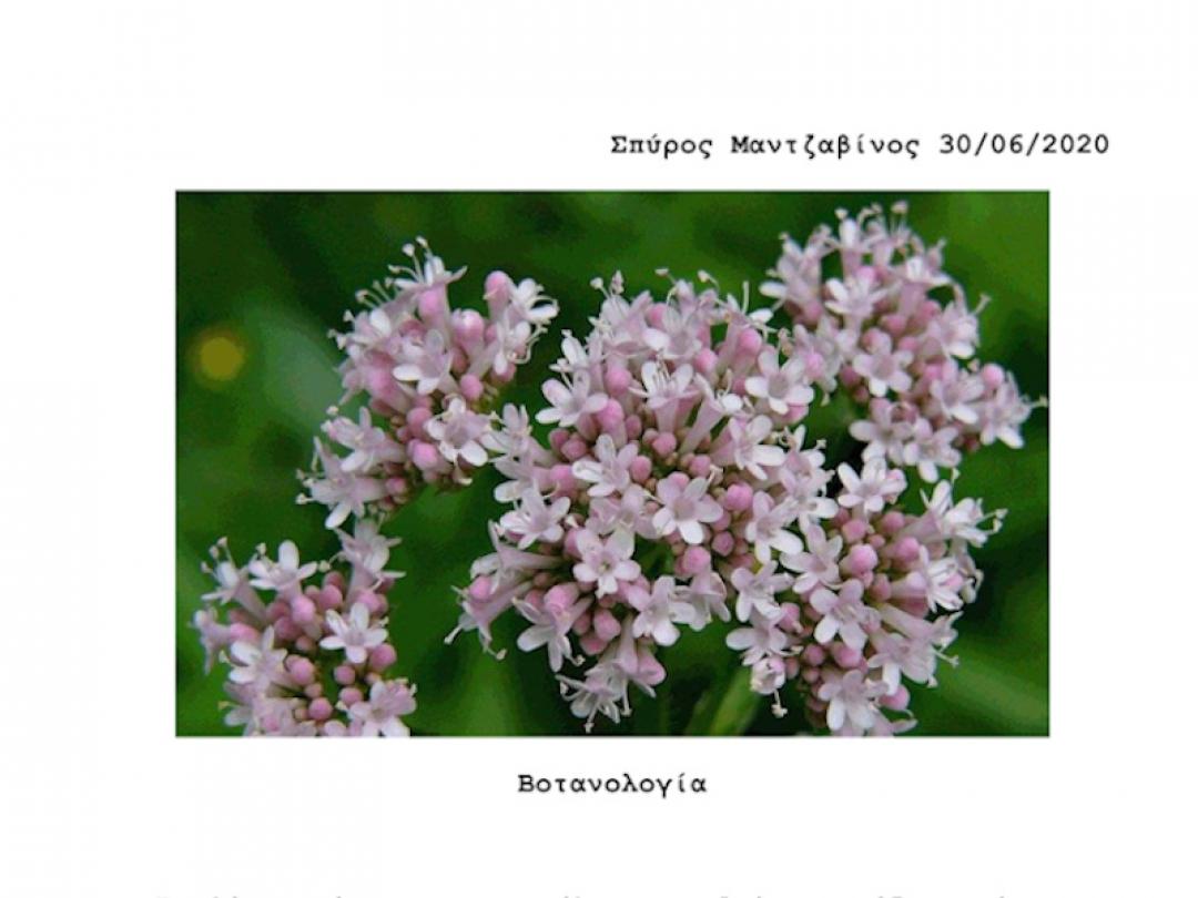 Βοτανολογία