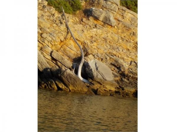 Γαβριήλ Νικολάου Πεντζίκη